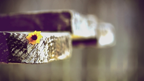 苏东坡写情的诗（化学深情表白）