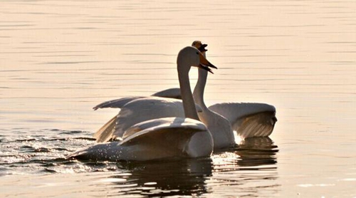 男女一问一答的套路情话